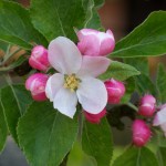 Pink and white Flower