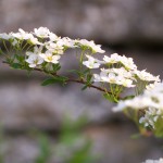 white flower branch