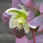 Flower with purple petals