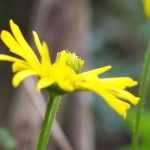 Yellow flower
