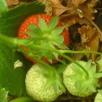 click the picture to see more from this flickr stream - strawberrries growing