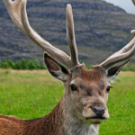 scottish deer by wikipedia.org